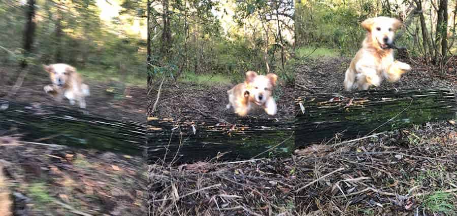 Blurry Dozer jumping photos