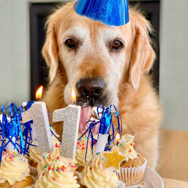 Dozer 11th birthday with pupcakes