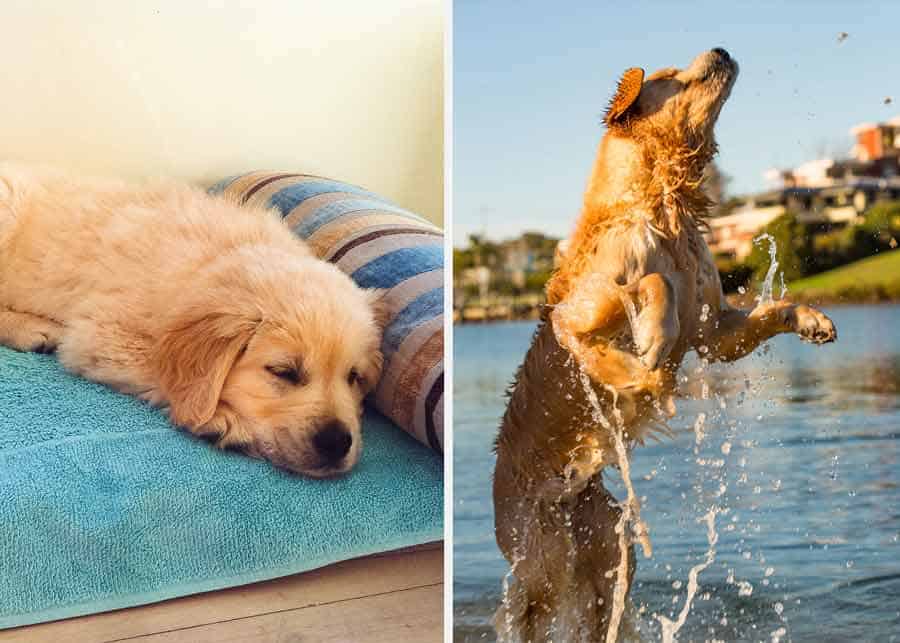 Dozer the golden retriever as a puppy and fully grown