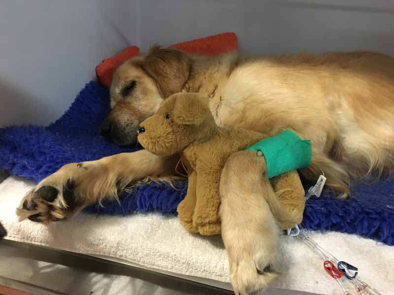 Photo from Mona Vale Vet of Dozer sleeping post surgery