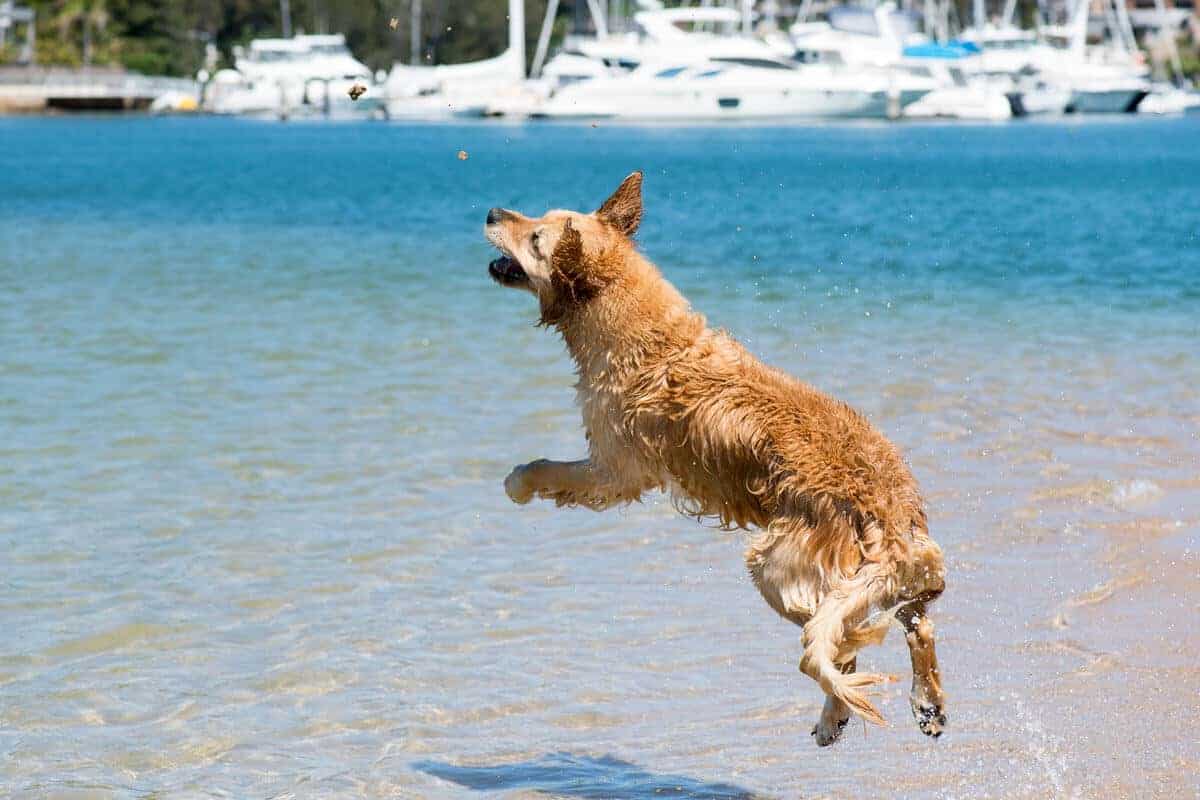 Dozer leaping to catch sand at Bayview dog beach