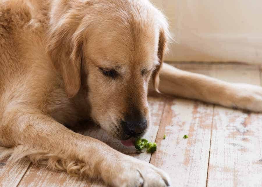 Dozer the golden retriever eating broccoli