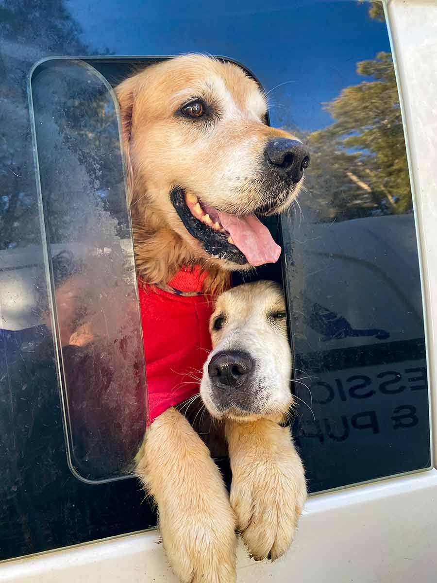 Dozer day boarding