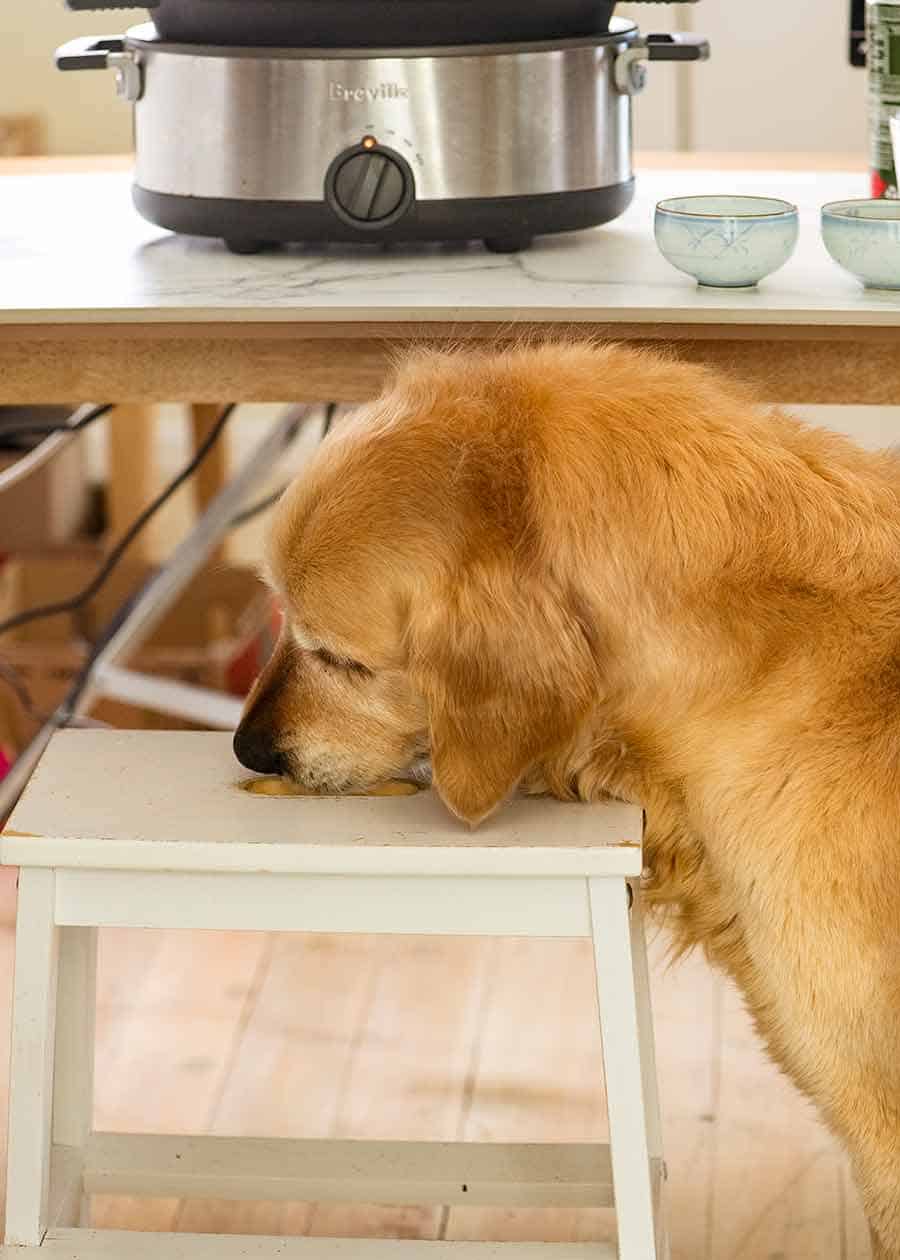 Dozer on the job - cleaning up after photo shoot