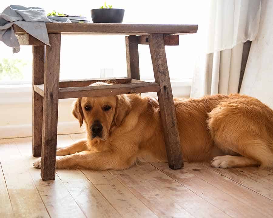 Dozer the golden retriever during photograph shooting of Cottage Pie