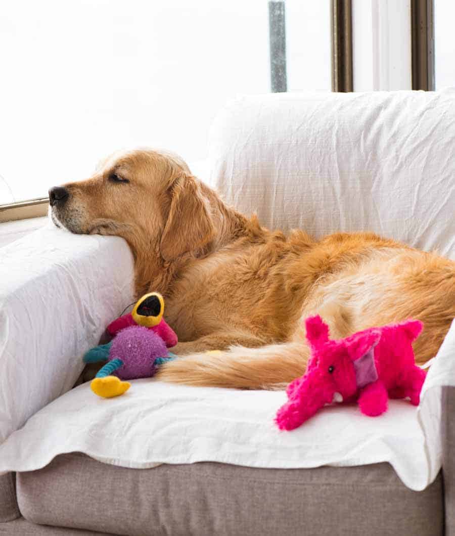 Dozer the golden retriever curled up on an armchair