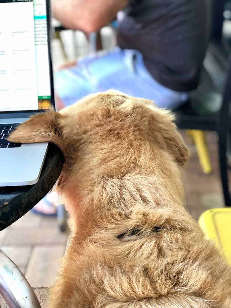 Dozer eyeing someone's toast at coffee shop