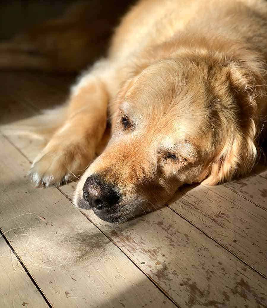 Dozer the golden retriever watching a fur ball drift past his nose