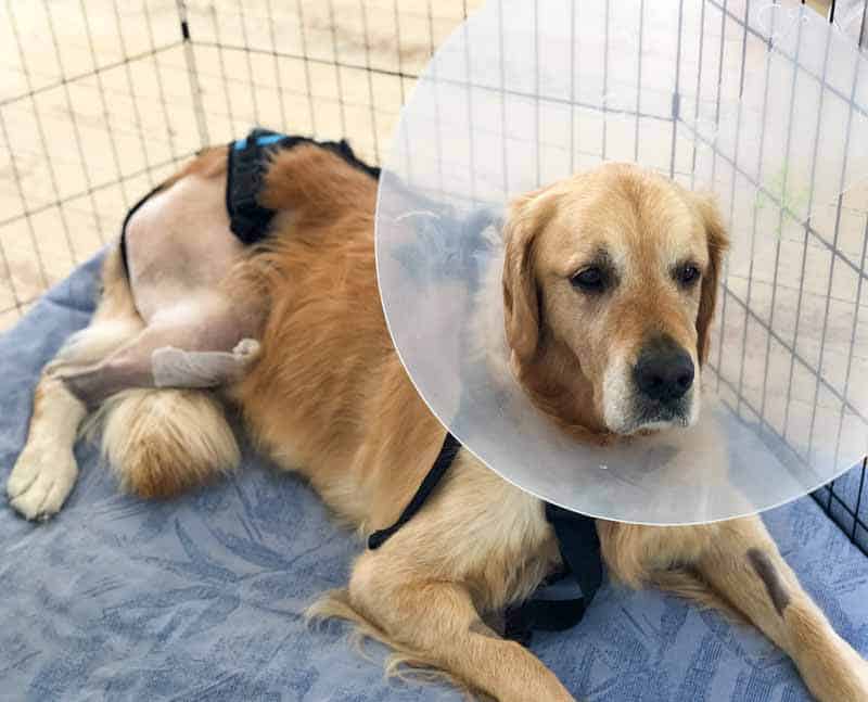 Dozer the golden retriever recovering from ACL surgery with Cone of Shame