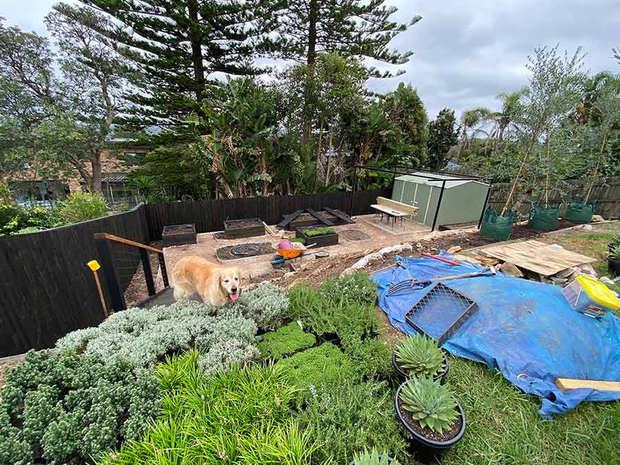 Dozer checking out new veg garden