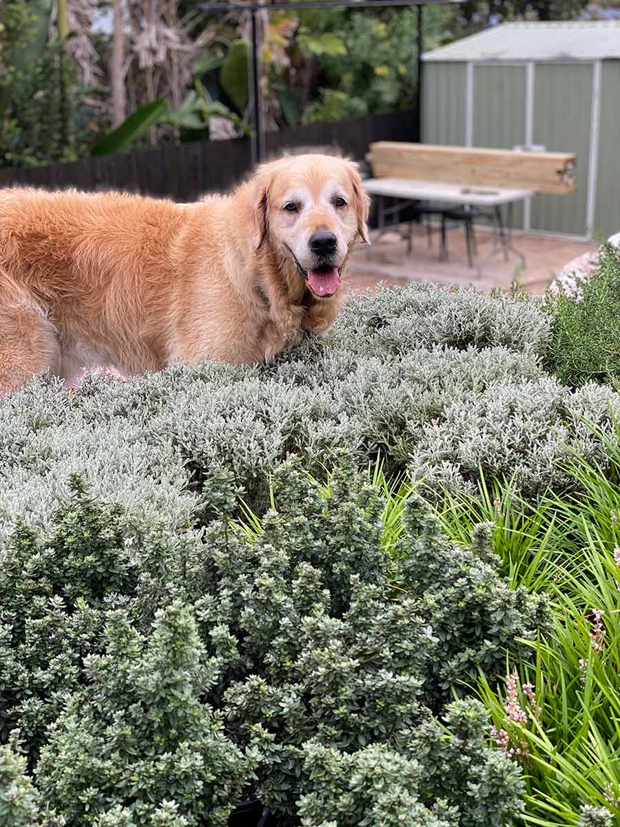 Dozer checking out new veg garden