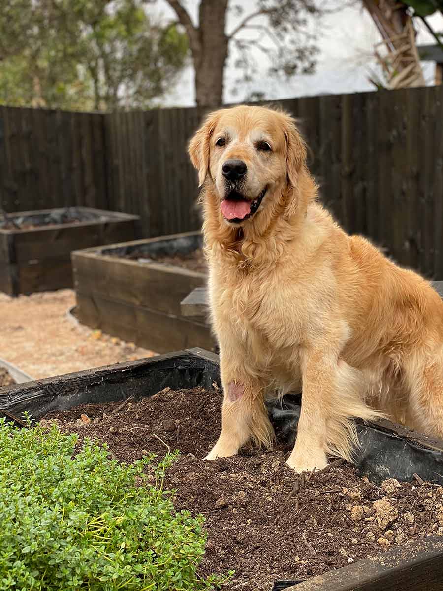 Dozer checking out new veg garden