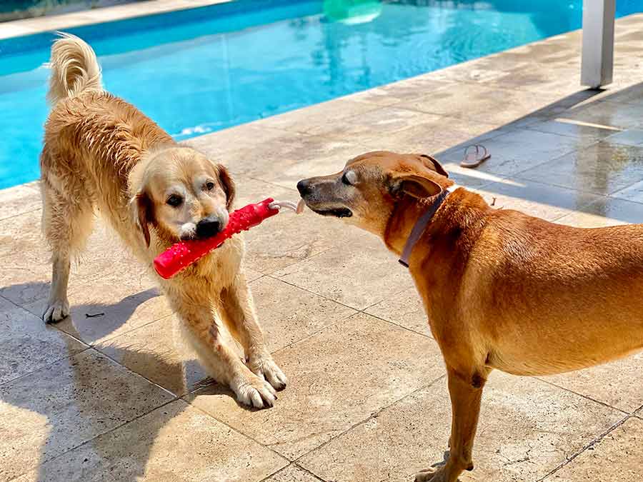 Dozer and Jarrah playing tug of war by the pool