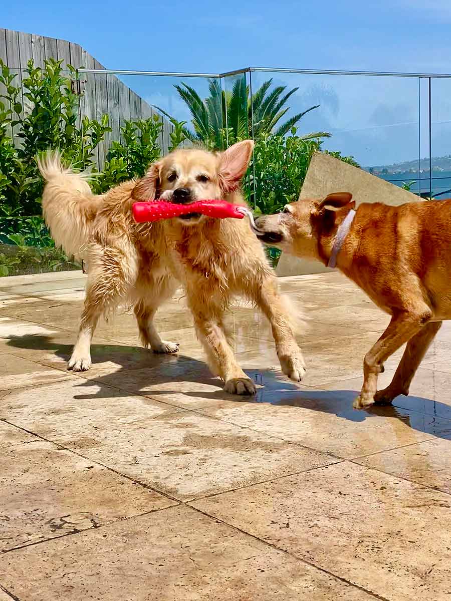 Dozer and Jarrah playing tug of war by the pool