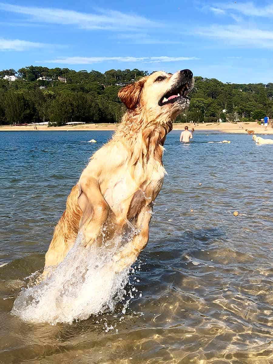 Dozer jumping for sand Bayview January 2019