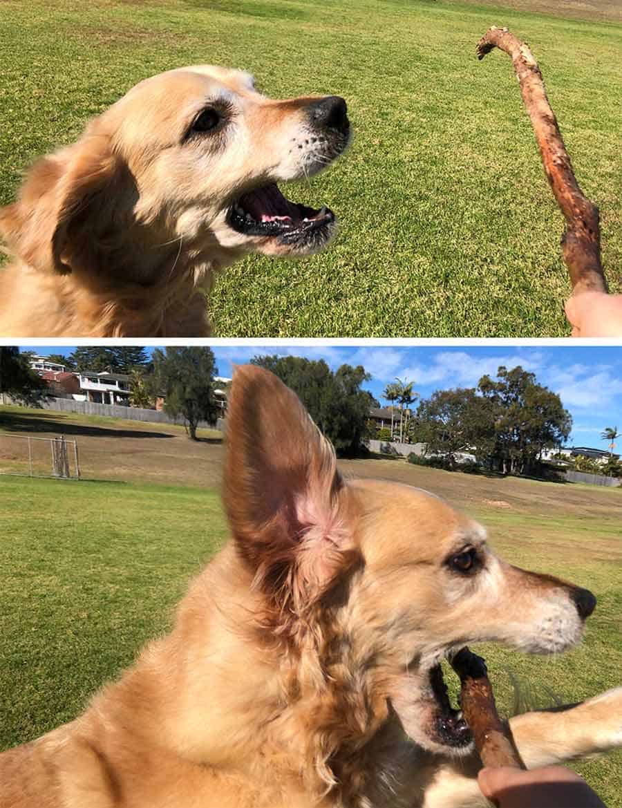 Dozer golden retriever dog jumping for stick