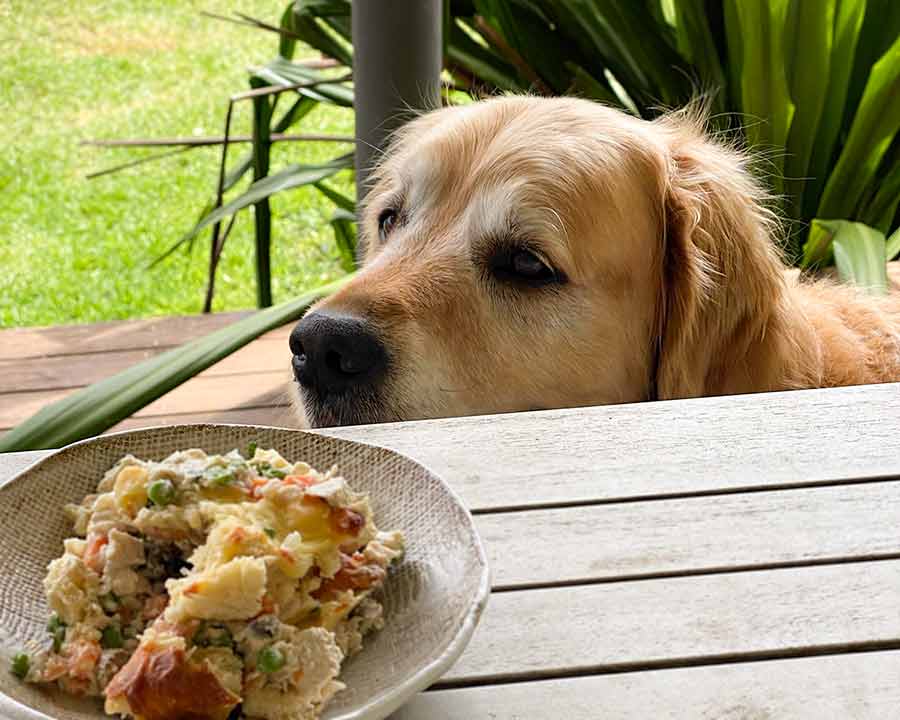 Dozer Leftover Turkey Pot Pie