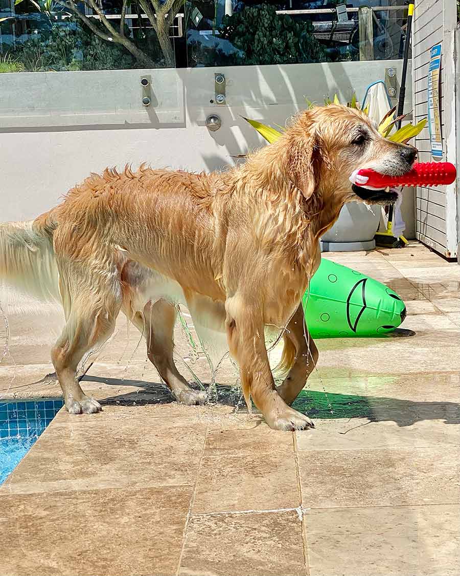 Dozer getting out of pool with water saturated fur