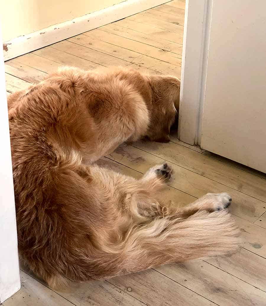 Dozer sprawled across doorway