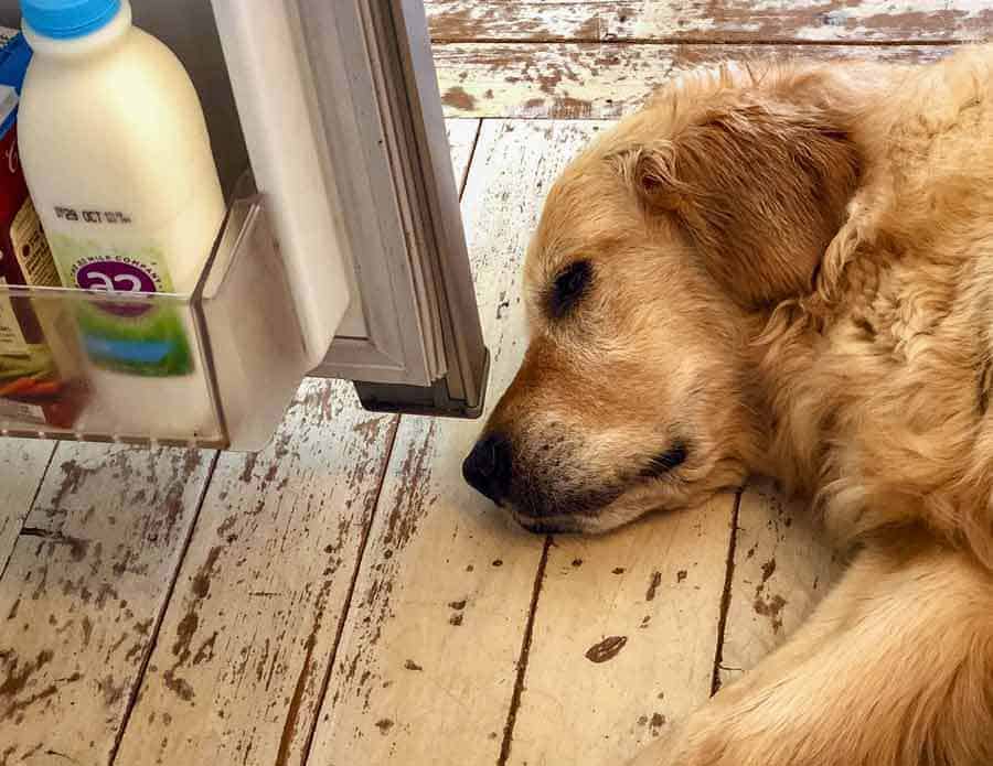 Dozer lying close to fridge door