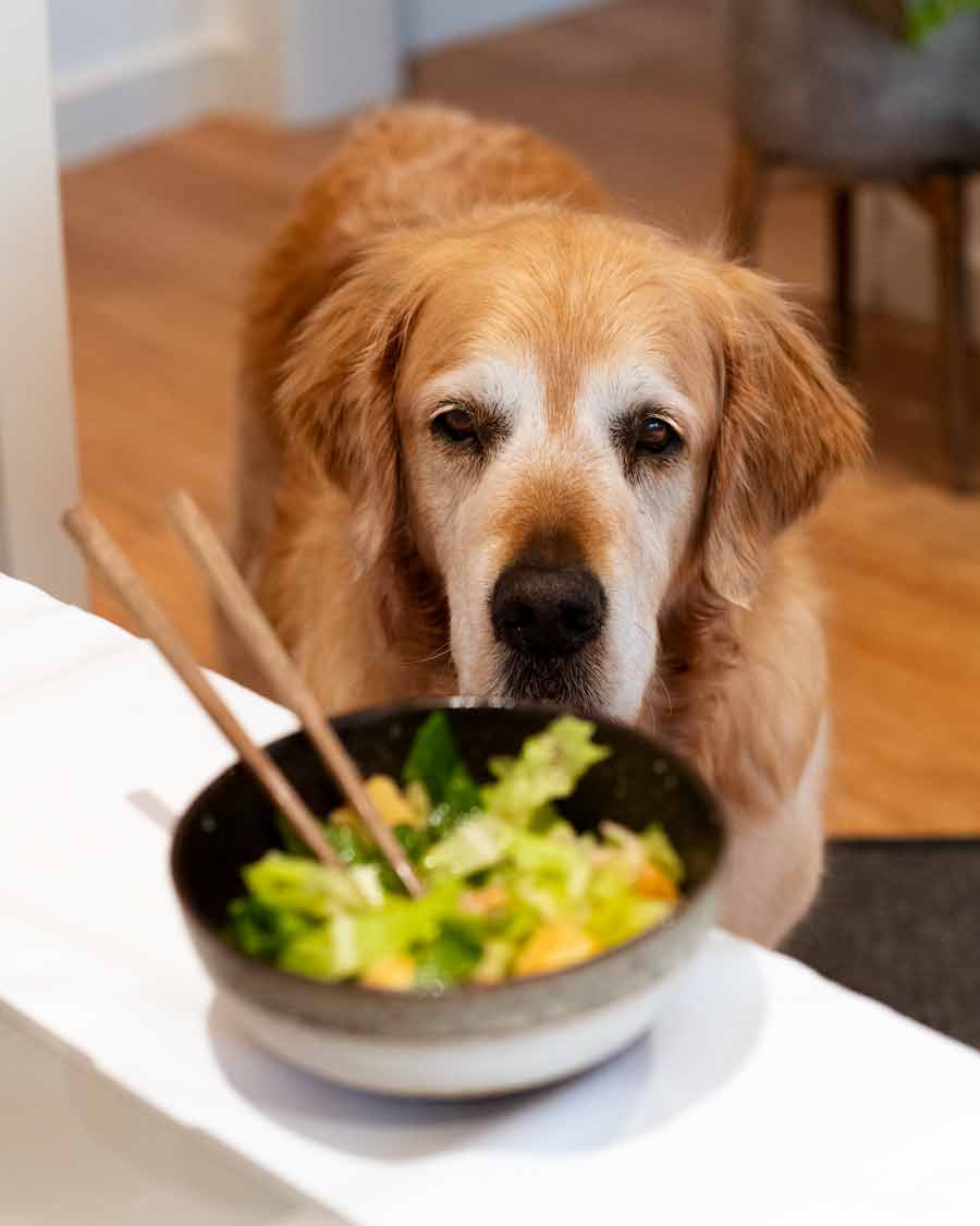 Dozer Mega Italian Salad