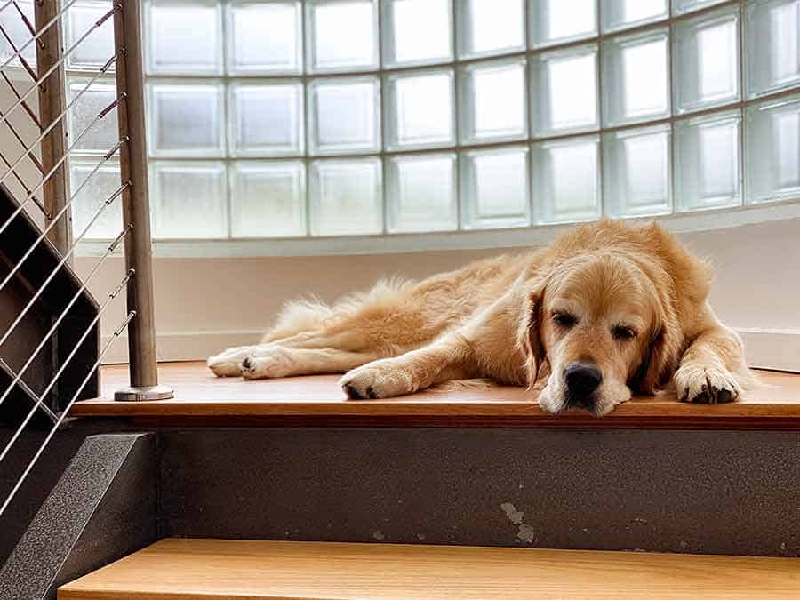 Dozer on stairs landing