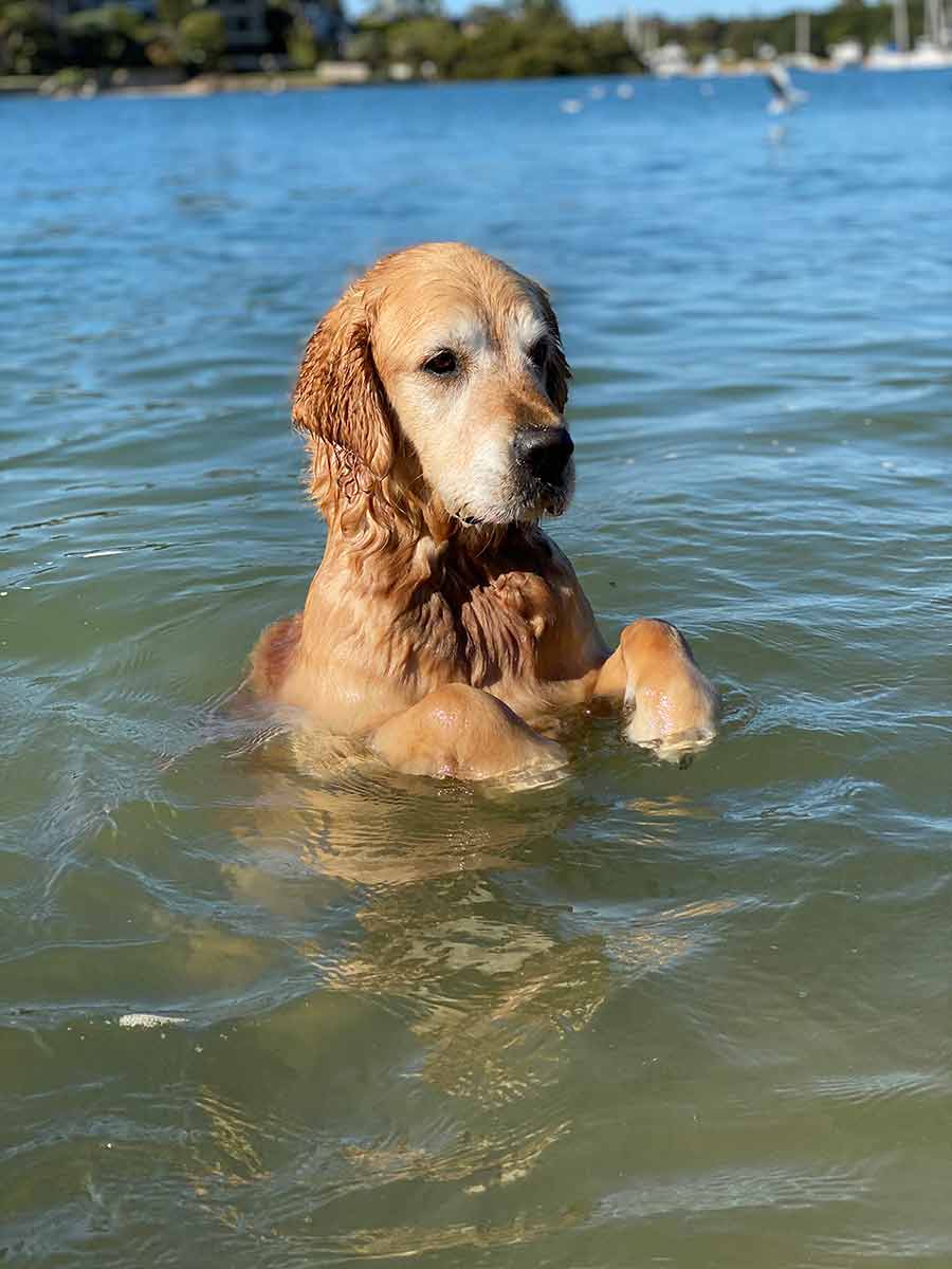 Dozer on two legs in water