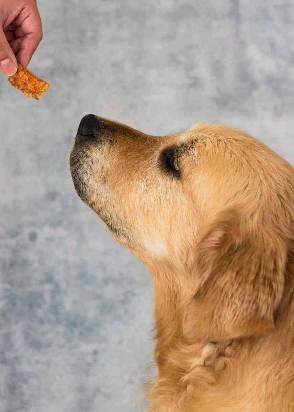 Dozer the golden retriever pork crackling