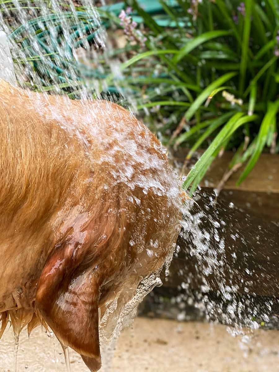 Dozer-post-beach-shower