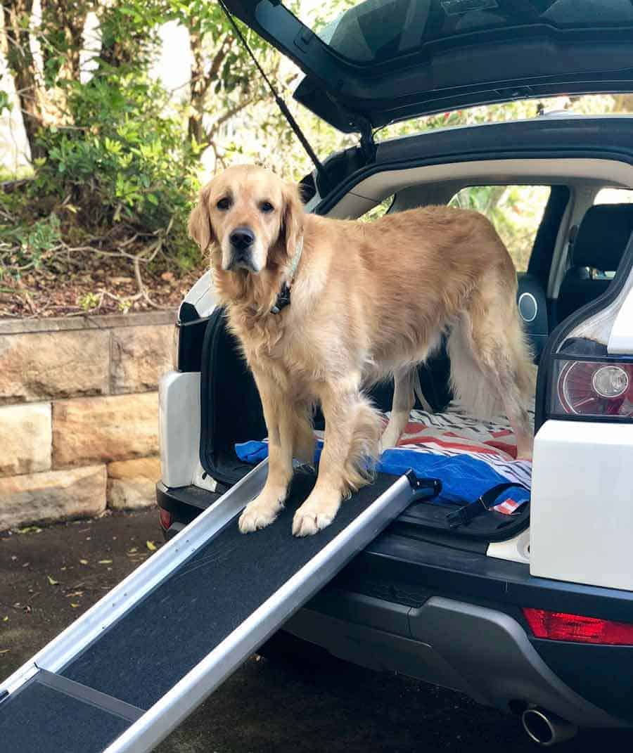 Dozer the golden retriever ramp for car