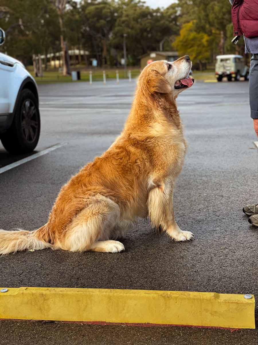 Dozer-sitting-up-straight