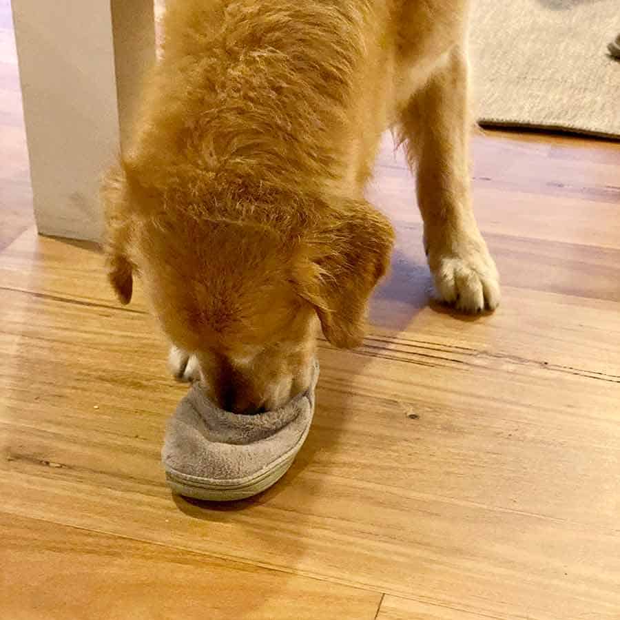 Dozer snuffling around inside my slippers