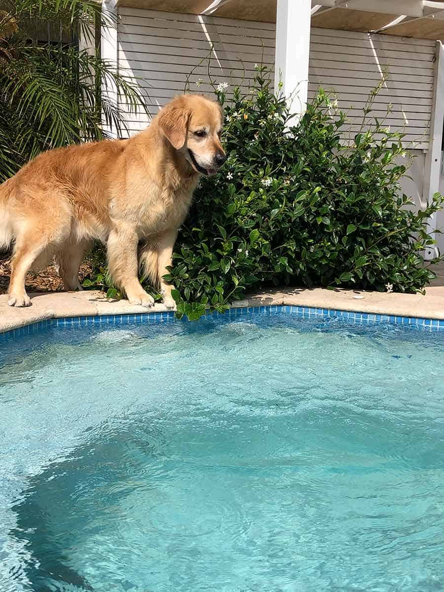 Dozer the golden retriever wanting to go in spa