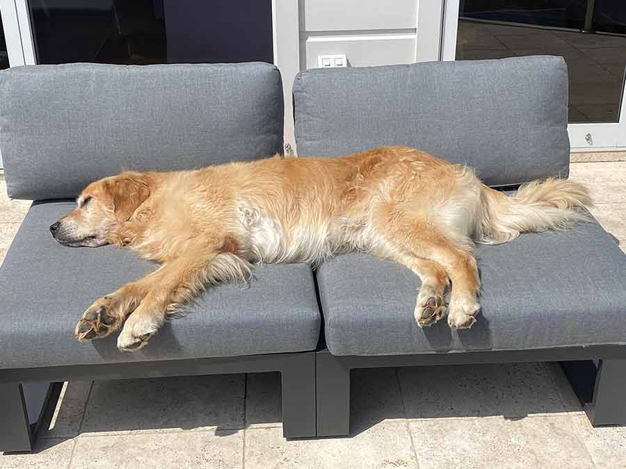 Dozer sprawled across 2 seats