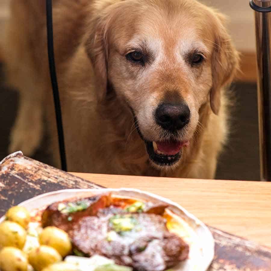 Dozer staring at steak