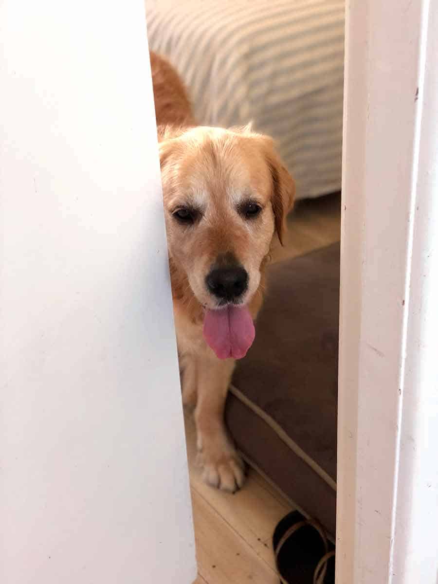 Dozer the golden retriever dog trapped in bedroom