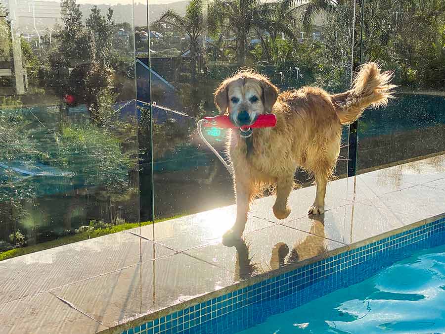 Dozer-trotting-along-side-of-pool