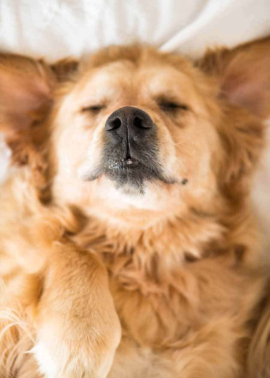 Dozer the golden retriever dog in a turkey food coma