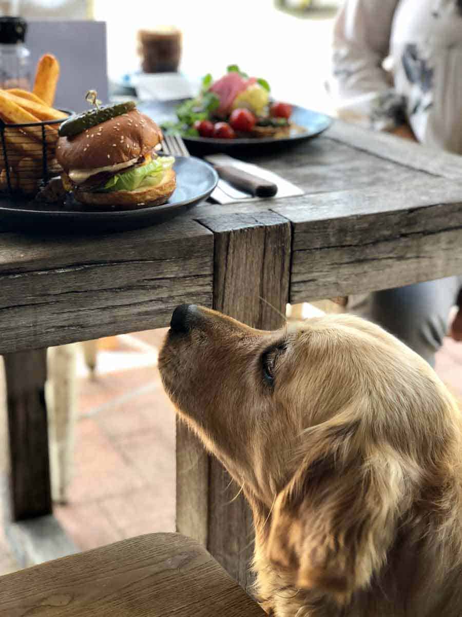 Dozer the golden retriever yearning for a burger