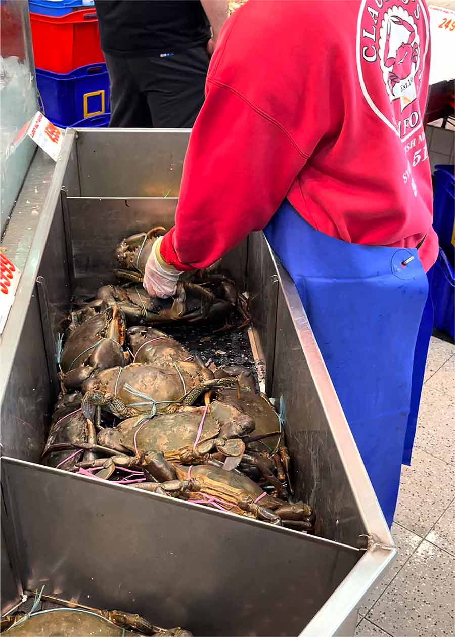 Mud Crab at Sydney Fish Markets